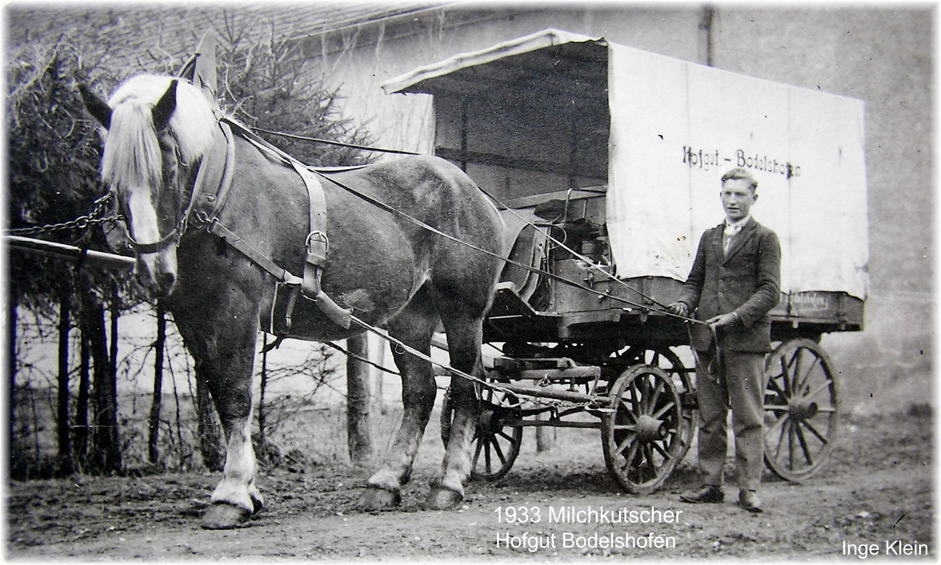Schwarzweißaufnahme eines Kutschers neben einem von einem Kaltblut gezogenen Milchwagen mit der Aufschrift Hofgut Bodelshofen