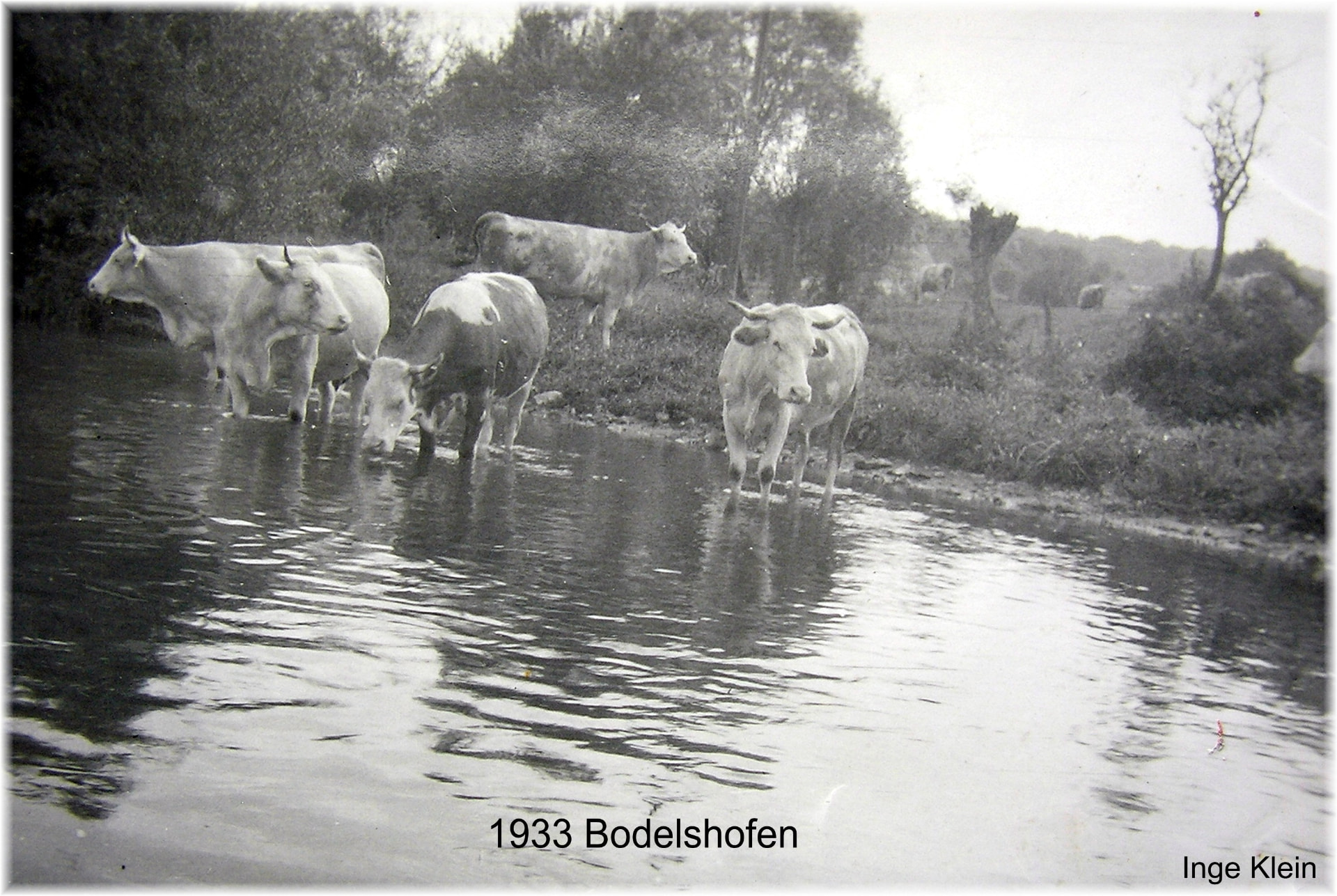 Schwarzweißaufnahme mehrerer behornter Rinder, die im flachen Wasser der Lauter stehen, am Ufer Sträucher und Bäume