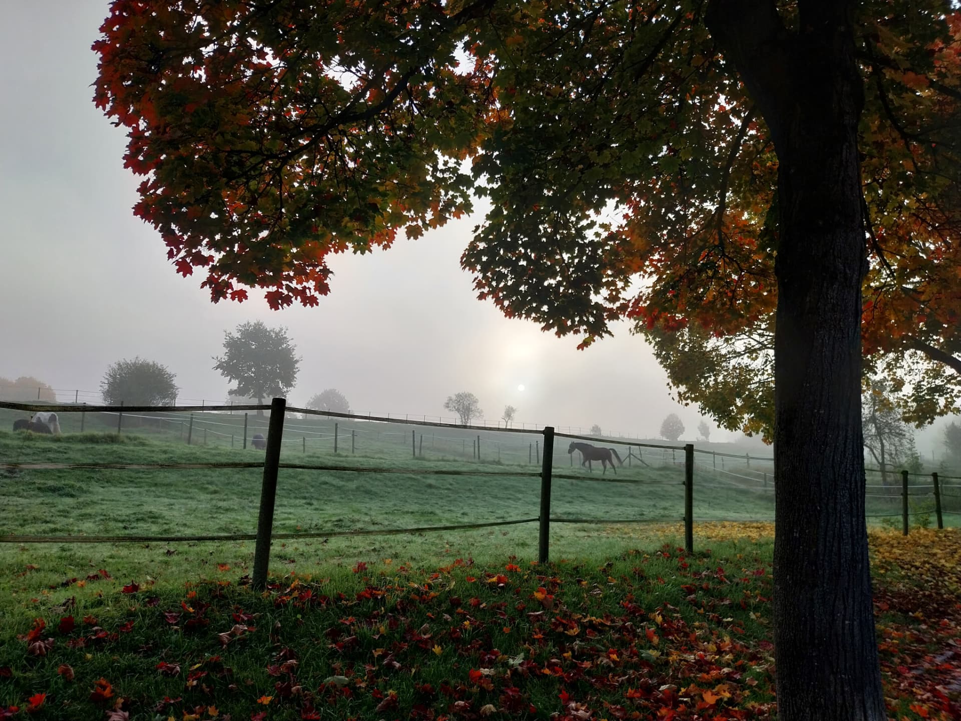 Pferde auf nebligen Koppeln hinter einem Holzzaun, im Vordergrund ein Baum mit rotem Herbstlaub