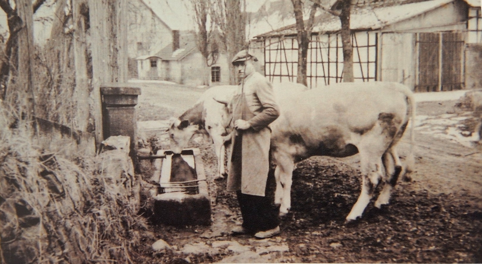 Historische Aufnahme eines Bauern in Schürze und Schirmmütze mit zwei Rindern an einem steinernen Wandbrunnen, im Hintergrund Fachwerkscheune und unbefestigter Dorfweg
