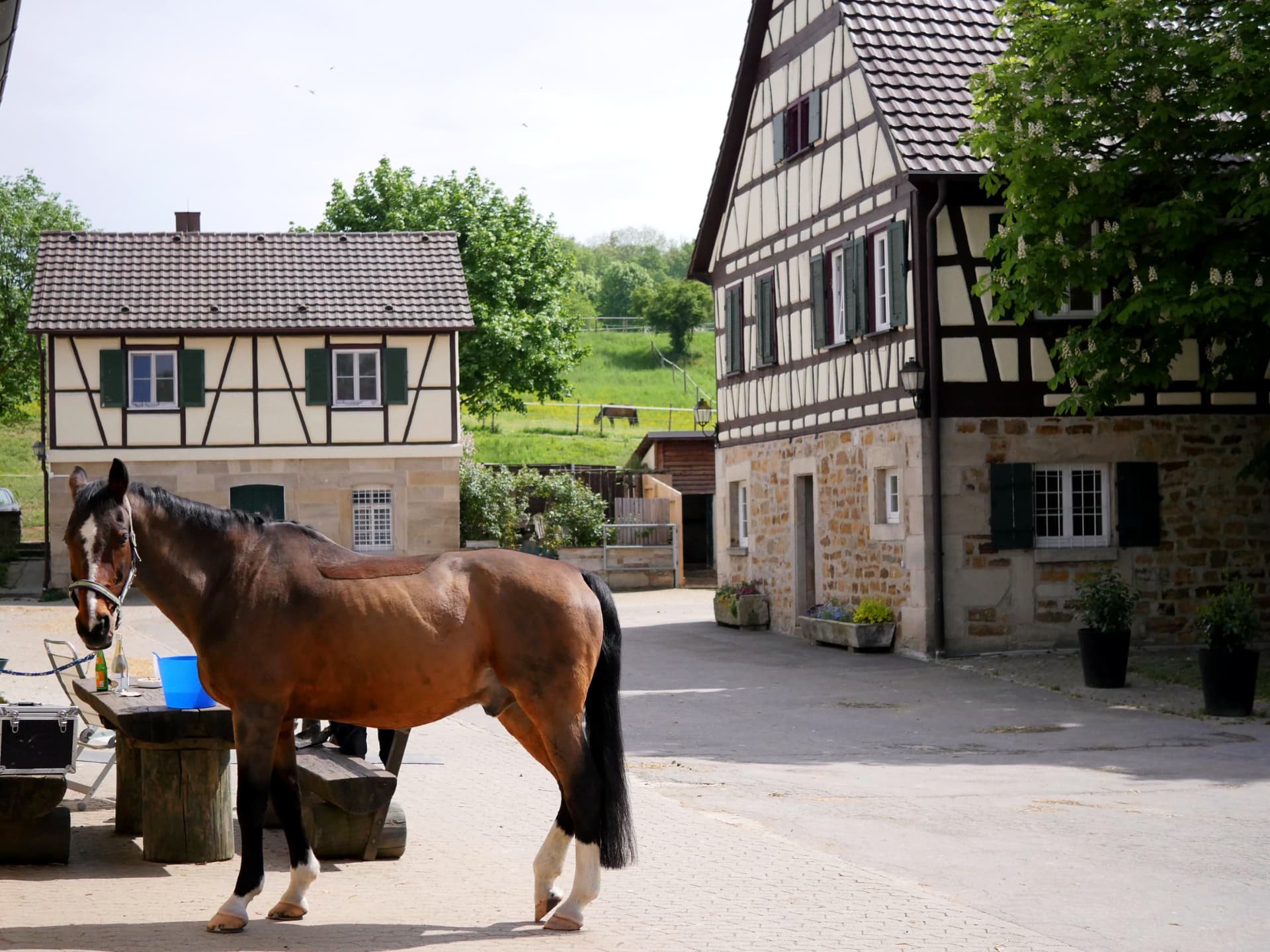 Braunes Pferd im Hofbereich zwischen Fachwerkhäusern