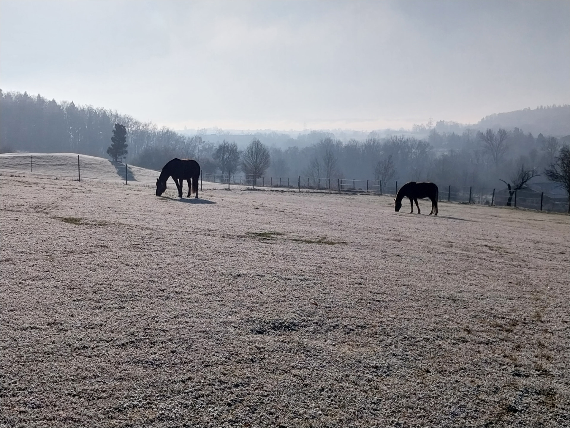 Zwei grasende Pferde als Silhouetten auf der raureifbedeckten Koppel, dahinter Wald und Nebel im Tal